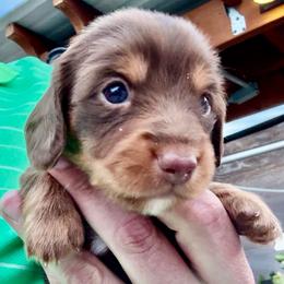 NESTLE(hot pink) - Chocolate and tan female Dachshund puppy in Vero Beach, Florida from Joseph’s Dachshunds
