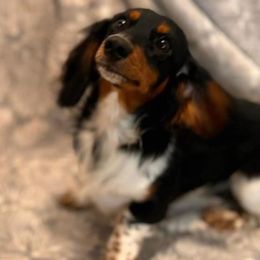 Minnie - Dachshund
