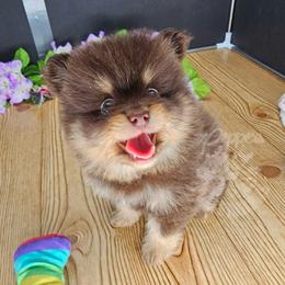 Pepper's Blame It On The Boogie - Boogie - Chocolate and tan male Pomeranian puppy in Plant City, Florida from Pepper's Pomeranians