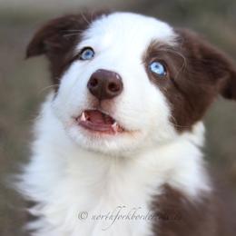 Border Collie Puppies from North Fork Border Collies