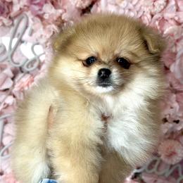 Pomeranian Puppies from Nel’s Pomeranians