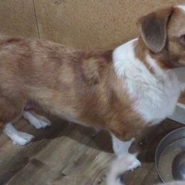 Ashielda - American Corgi