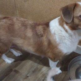 Ashielda - American Corgi