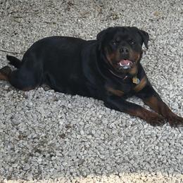 Ivy - Rottweiler