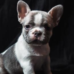 Priscilla - White female French Bulldog puppy in Battle Ground, Washington from Ferguson's Bulldogs