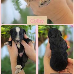 Colby - Black female Goldendoodle puppy in Decatur, Tennessee from Diamond's Doodles