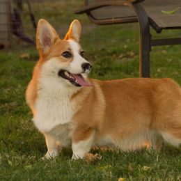 Hilly - Pembroke Welsh Corgi