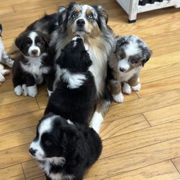 Miniature Australian Shepherd Puppies from Southern Charmers