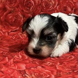 Companion Crosses, Morkies, and Yorkipoos from J&C Couture Pups