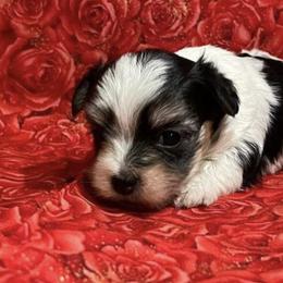 Companion Crosses, Morkies, and Yorkipoos from J&C Couture Pups
