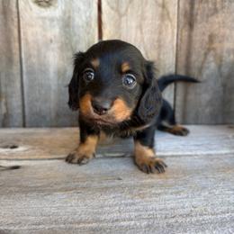 Chives - Black and tan female Dachshund puppy in South Willard, Utah from Doxies in the Sun