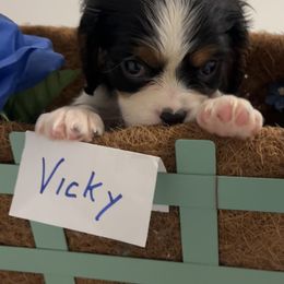 Vicky - Tri-color female Cavalier King Charles Spaniel puppy in Warren, Maine from Cloud Nine Cavaliers