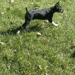Rat Terrier Puppies from Hawthorne Terriers