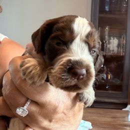 Boy 2 - Liver white and tan male English Springer Spaniel puppy in Fort Meade, Florida from Lake in the Hills Springers