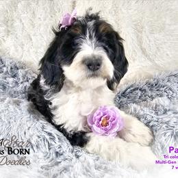 Bernedoodle Puppies from A Star is Born Doodles