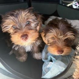Yellow - Chocolate, tan and white female Yorkshire Terrier puppy in Black Canyon City, Arizona from Sweet Hart Yorkies