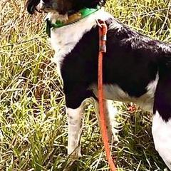 French Brittanys from Elevage dans le Bosquet