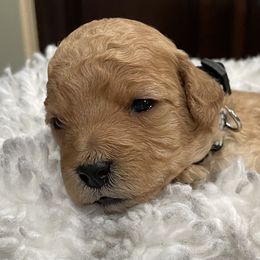 Goldendoodle Puppies from Angel’s Goldendoodle Pups