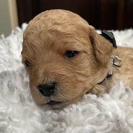Goldendoodle Puppies from Angel’s Goldendoodle Pups
