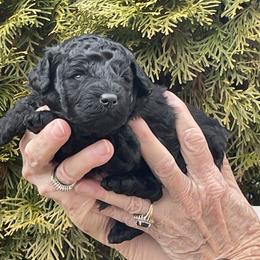 Axle - Black male Poodle puppy in Hartselle, Alabama from Phare Poodles