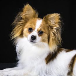 Bijou - Papillon