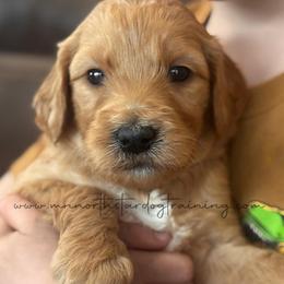 Irish - Apricot male Goldendoodle puppy in Lancaster, Minnesota from North Star Dog Training