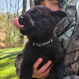 Black boy - Black male German Shepherd puppy in Gaineville, Georgia from Des Nebels