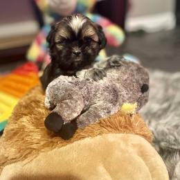 Shih Tzu Puppies from Amanda's Shih Tzu