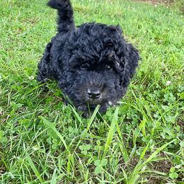 Goldendoodle Puppies from Doodlebloom Farm
