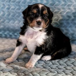 Miniature Australian Shepherd Puppies from AG Aussies