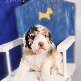 Cockapoo Puppies from Royal Cockapoo Playhouse