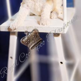 Cockapoo Puppies from Royal Cockapoo Playhouse