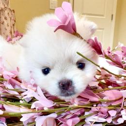 Biscuit - Cream male Pomeranian puppy in Irvine, California from Bon Bon Poms