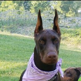 Penelope - Doberman Pinscher