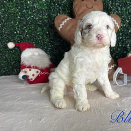 Blue boy - Merle male Bernedoodle puppy in Modesto, California from Two Doods Doodles