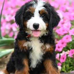 Fidget - Tri-color female Bernedoodle puppy in Dundee, Ohio from Down Home Doodle