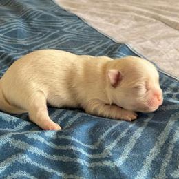 Cooper - Cream male Chihuahua puppy in Menifee, California from Lane’s Little Long Coats
