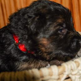 Red Collar - Black and red female German Shepherd puppy in Howell, Michigan from Sheyenne’s Shepherds