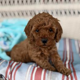 Girl 1 - Red  female Poodle puppy in Bettendorf, Iowa from Red Door Poodles