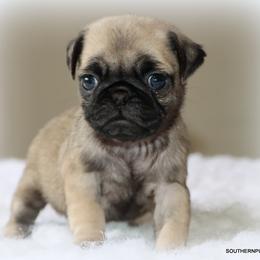 Biscuit - Fawn female Pug puppy in Winnsboro, Texas from Southern pugs