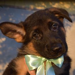 Mint Collar - Black and red male German Shepherd puppy in Orlando, Florida from AceHaven Canines