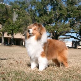 Shetland Sheepdogs from Sandance Shetland Sheepdogs