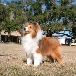 Shetland Sheepdogs from Sandance Shetland Sheepdogs