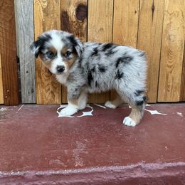 Boy 2 - Blue merle Australian Shepherd puppy in Chino, California from RanchLand Aussies HC