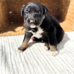 Chucky - Black tri-color male Australian Shepherd puppy in Unionville, Iowa from Soap Creek Kennels