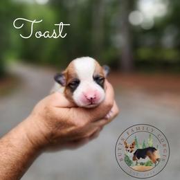Toast - Red male Pembroke Welsh Corgi puppy in Cameron, North Carolina from Butts Family Corgis
