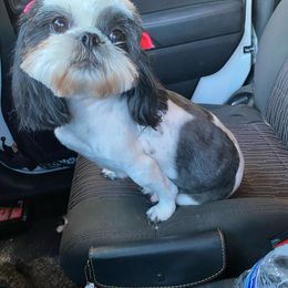 Monkie - Shih Tzu