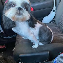 Monkie - Shih Tzu