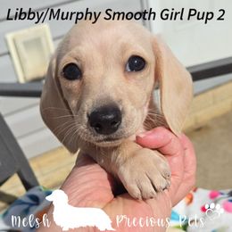 Puppy 2 by Birth order (Girl 1) - Cream female Dachshund puppy in Anamosa, Iowa from Melsh Precious Pets