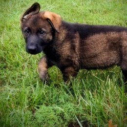 Boy 4 - Sable German Shepherd puppy in St. Louis, Missouri from Schengbier's German Shepherds